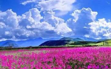 花海园有哪些主营收入 高吗