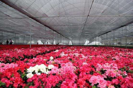 花木直播课会成业内常态吗