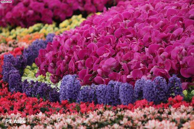 花木直播课会成业内常态吗