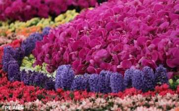 花木直播课会成业内常态吗