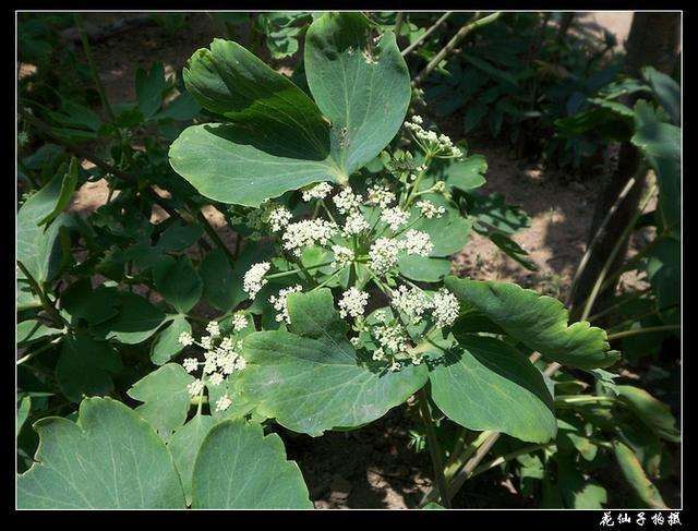 既可观赏又可食用的滨海前胡