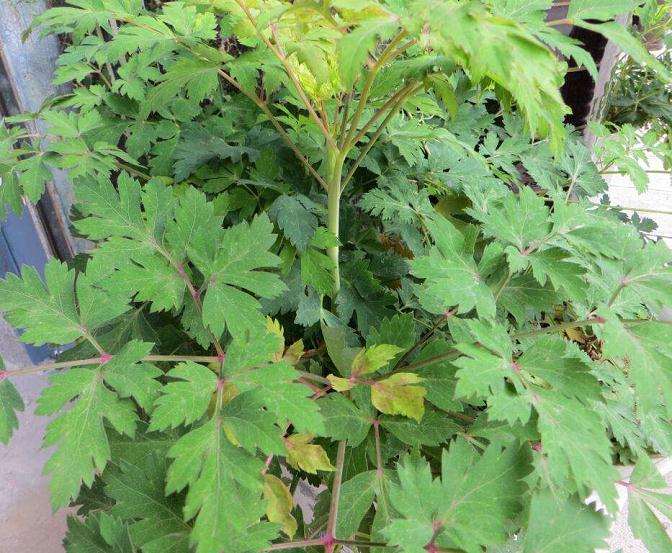 既可观赏又可食用的滨海前胡