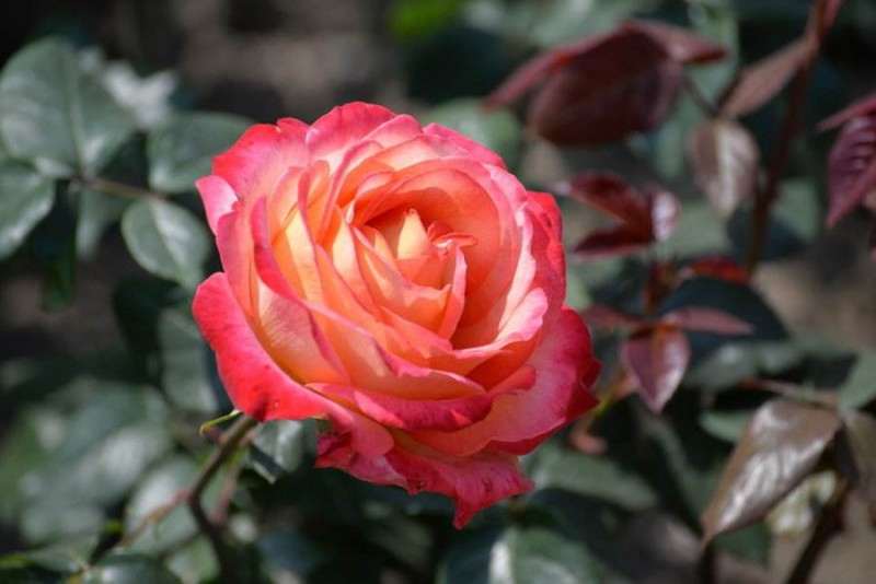 月季花怎么防治病虫害的4个方法
