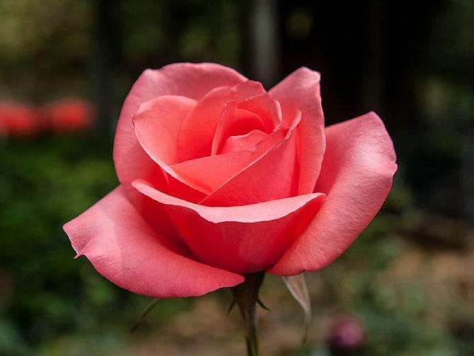 月季花花叶病怎么防治的3个方法