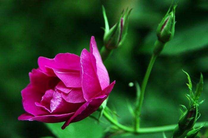 月季花灰霉病怎么防治的3个方法