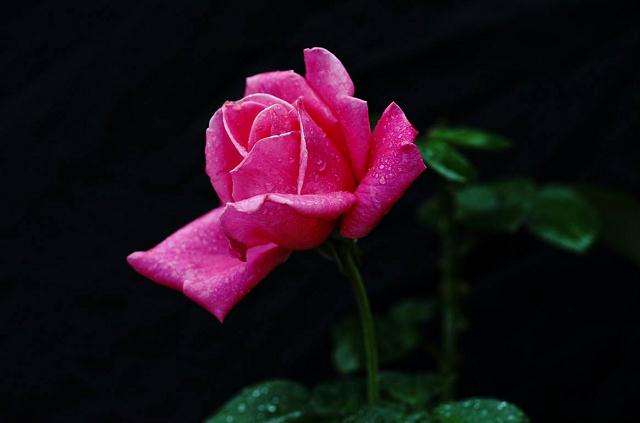 月季花黑斑病怎么防治的4个方法