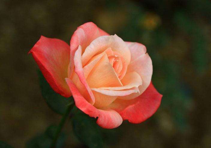 月季白轮盾蛤怎么防治的3个方法