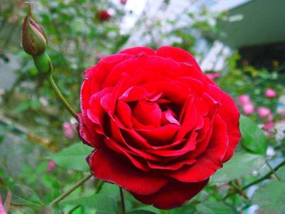 月季花棉铃虫怎么防治的3个方法