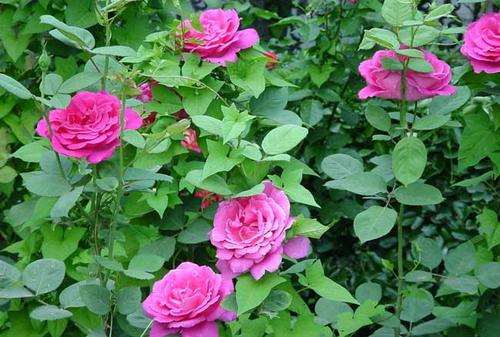 月季花棉铃虫怎么防治的3个方法