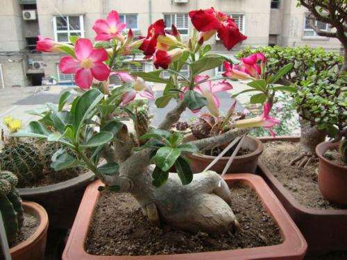 沙漠玫瑰盆景怎么制作造型的方法