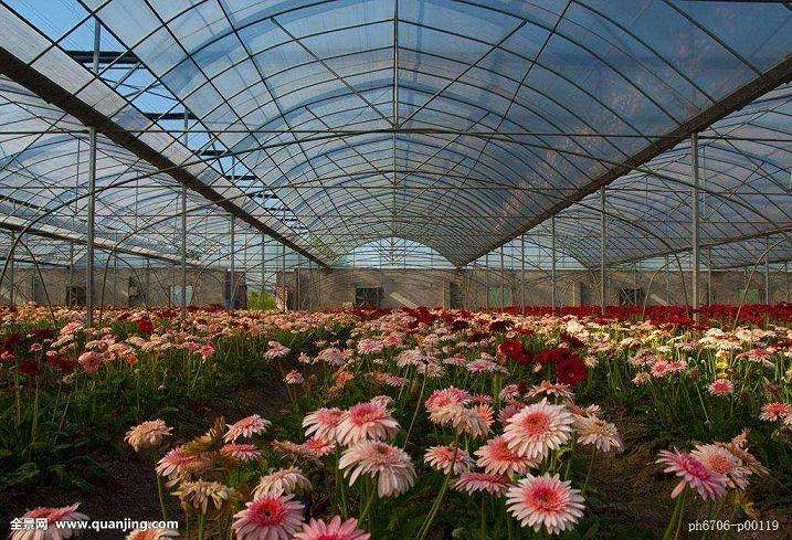 花卉流通市场的发展方向