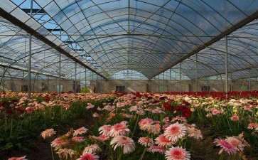 花卉流通市场的发展方向