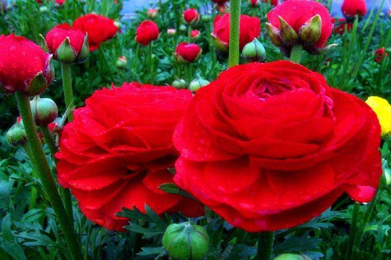 花卉流通市场的5个现状