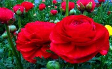 花卉流通市场的5个现状