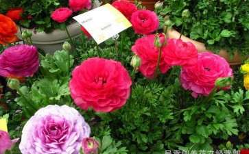 2020花卉市场销售情况可总结为以下4点