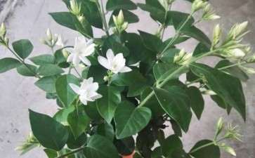 2020年3月花卉绿植有爆发性消费