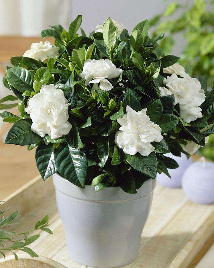 夏溪花卉绿植行情如何