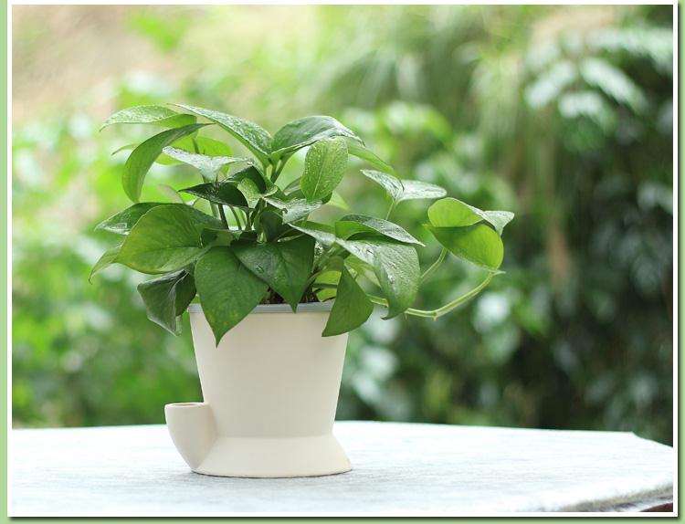 夏溪花卉绿植行情如何