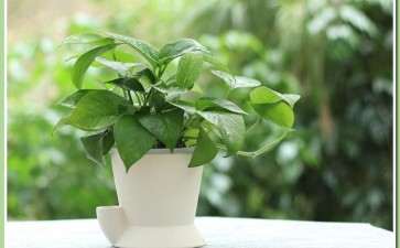 2020年 夏溪花卉绿植行情如何