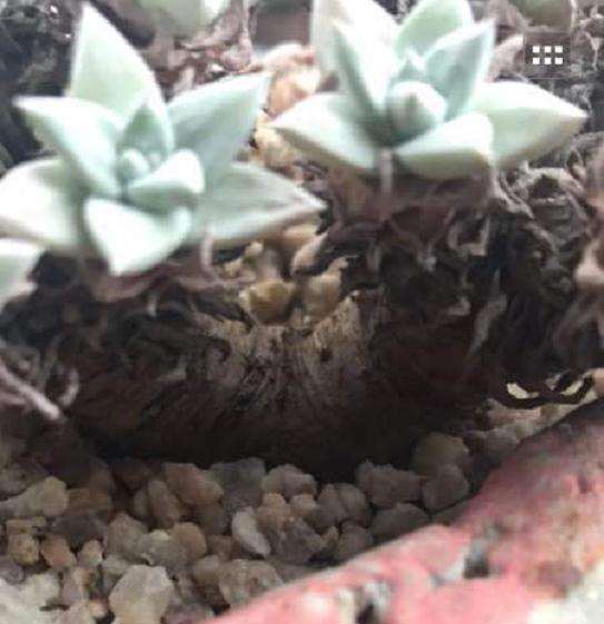 白菊老桩多肉 夏天断水4个多月 没死