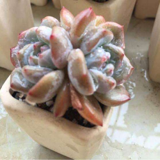 广东多肉在大夏天该怎么配土