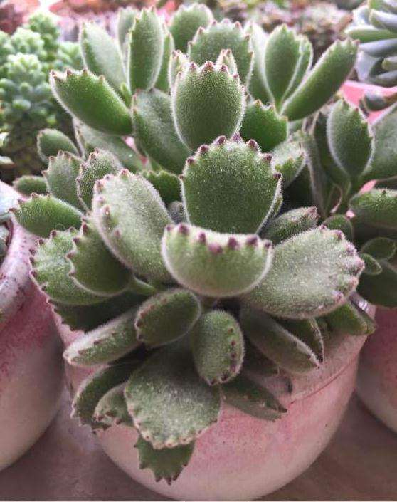 广东多肉在大夏天该怎么配土