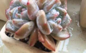 广东多肉在大夏天该怎么配土 图片