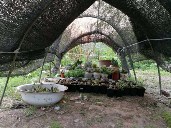 给夏天多肉 搭建的简易遮阳棚 图片