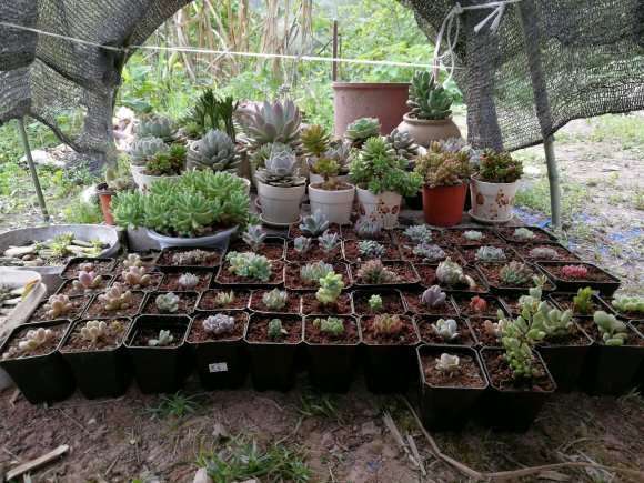 给夏天多肉 搭建的简易遮阳棚 图片