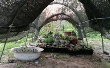 给夏天多肉 搭建的简易遮阳棚 图片