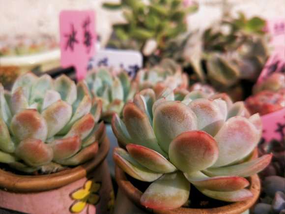 为什么冰莓多肉 夏天很容易死