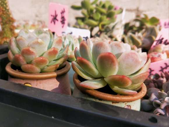 为什么冰莓多肉 夏天很容易死