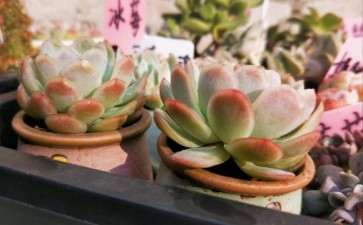 为什么冰莓多肉 夏天很容易死