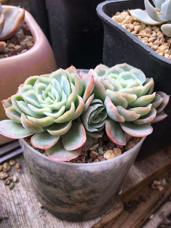 我的多肉不怎么浇水 就是没状态