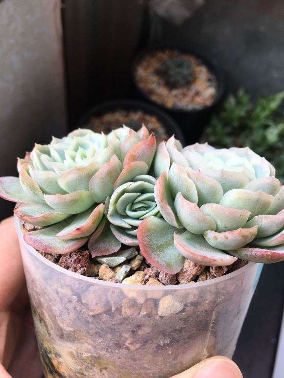 我的多肉不怎么浇水 就是没状态