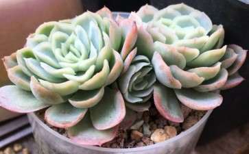 我的多肉不怎么浇水 就是没状态