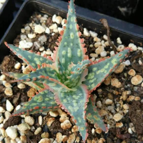 为什么景天多肉 夏天不要再入了