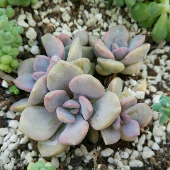 为什么景天多肉 夏天不要再入了