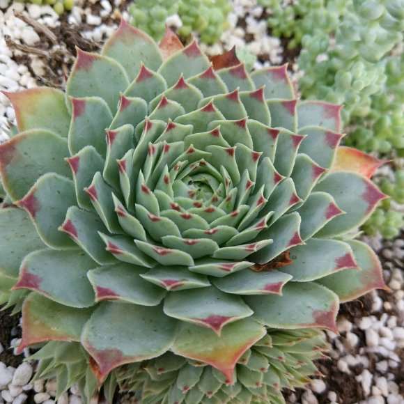 为什么景天多肉 夏天不要再入了