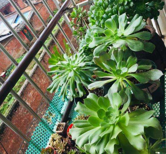 夏季 法师多肉该怎么养 图片