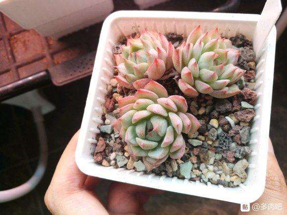 在夏天 淘宝寄养多肉靠谱吗