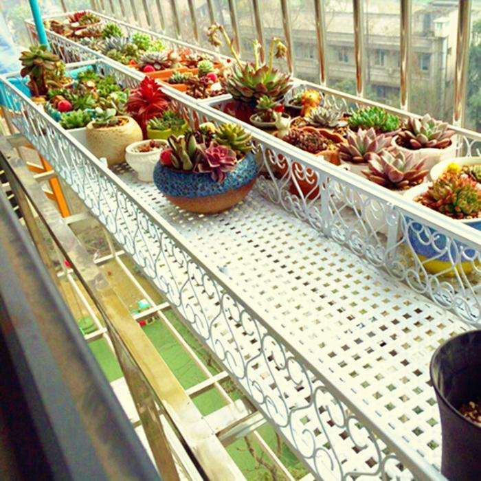 夏季 室内阳台多肉 隔着纱窗会晒死吗