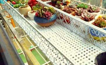 夏季 室内阳台多肉 隔着纱窗会晒死吗