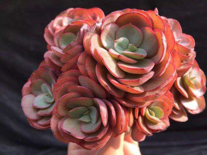 秀妍多肉 夏天也会休眠吗 图片