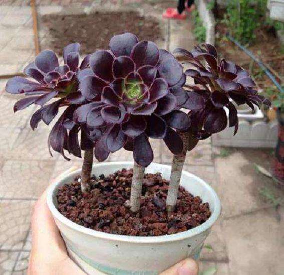 云南的多肉夏天是休眠期吗