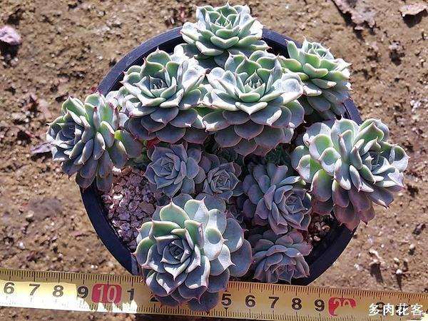 夏天 海滨格瑞多肉度夏怎么样