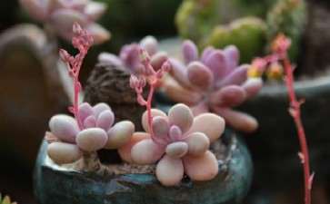 夏天多肉不知道怎么度夏