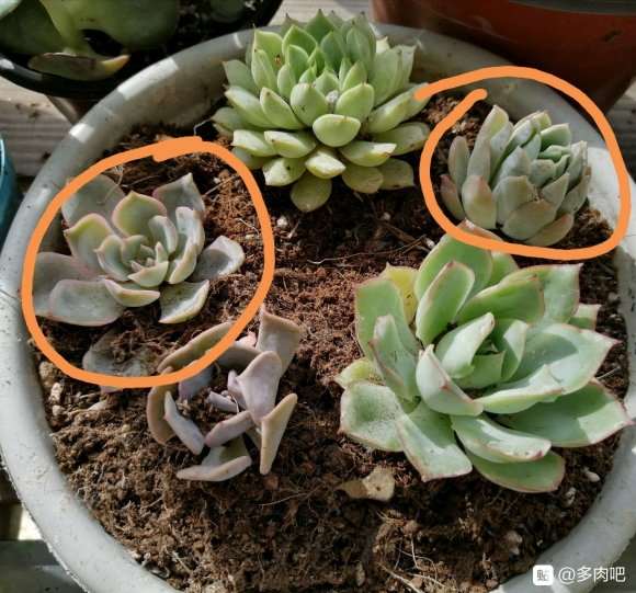 夏天一直下雨 多肉会不会化水