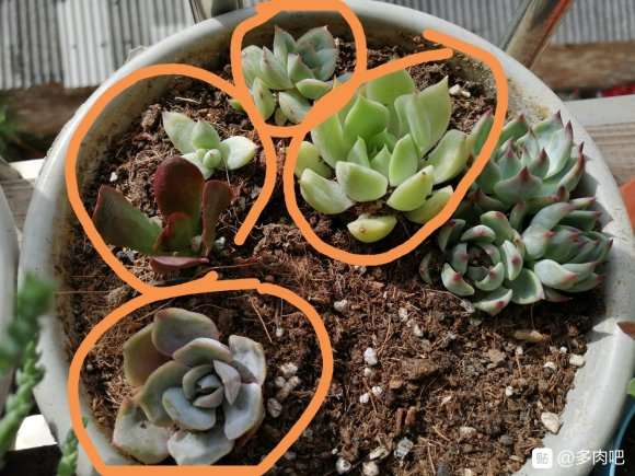 夏天一直下雨 多肉会不会化水