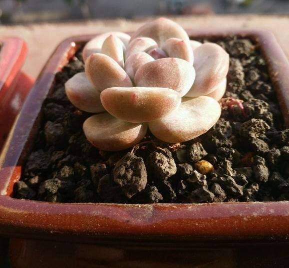 重庆夏天的多肉需要用遮阳网吗